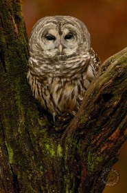 Barred Owl BI7724 Barred Owl BI7724
