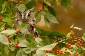 Eastern Screech owl in berries BI7725 Eastern Screech owl in berries BI7725