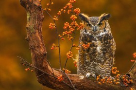 Great Horned Owl with Bittersweet BI7728 Great Horned Owl with Bittersweet BI7728