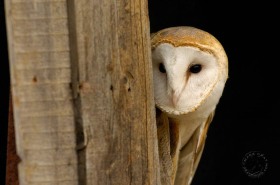 Barn Owl BI7731 Barn Owl BI7731
