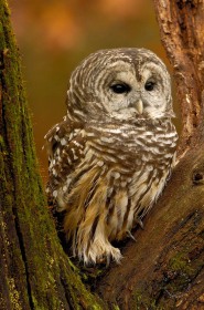 Barred Owl BI7759 Barred Owl BI7759