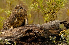 Short-eared owl photo BI7760 Short-eared owl photo BI7760
