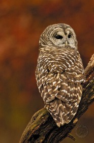 Barred Owl in Autumn BI7764 Barred Owl in Autumn BI7764