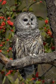 Barred Owl with berries BI8066 Barred Owl with berries BI8066
