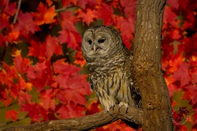 Barred Owl - Red Autumn Maple BI8069 Barred Owl - Red Autumn Maple BI8069