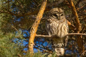 Barred Owl in Red Pine BI8393 Barred Owl in Red Pine BI8393