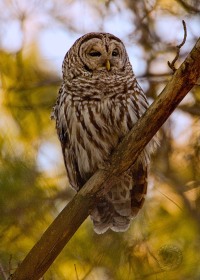Barred Owl in pine forest BI8411 Barred Owl in pine forest BI8411