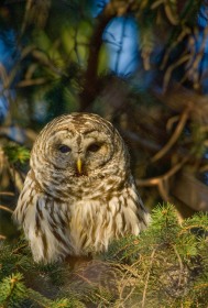 Barred Owl in Pines BI8418 Barred Owl in Pines BI8418