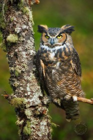 Great Horned Owl on Lichen covered tree BI9517 Great Horned Owl on Lichen covered tree BI9517