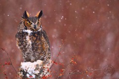 Great Horned Owl in Snowstorm BI6840