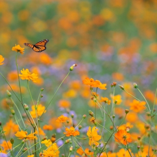 Monarch in pollinator field BU10165 Monarch in pollinator field BU10165