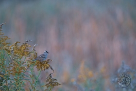 White-crowned sparrow in Autumn meadow BI10488 White-crowned sparrow in Autumn meadow BI10488