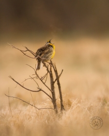 Eastern Meadowlark singing (with breath fog) BI10530 Eastern Meadowlark singing (with breath fog) BI10530
