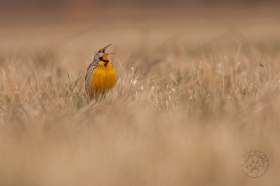 Eastern Meadowlark BI10845 Eastern Meadowlark BI10845