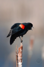 Red-winged blackbird calling on cattail BI10846 Red-winged blackbird calling on cattail BI10846