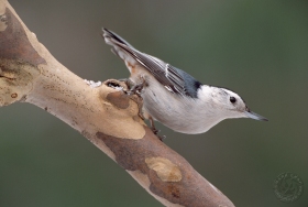 White-breasted Nuthatch BI4325 White-breasted Nuthatch BI4325