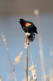 Red-winged blackbird calling on cattail BI8151 Red-winged blackbird calling on cattail BI8151
