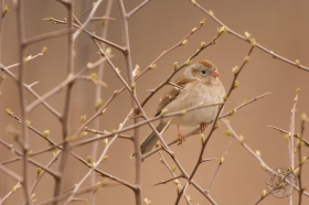 Field Sparrow w/ thorny branches BI8601 Field Sparrow w/ thorny branches BI8601