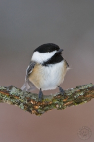 Black-capped Chickadee on branch BI8746 Black-capped Chickadee on branch BI8746