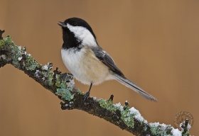 Black-capped Chickadee on snowy lichen BI8747 Black-capped Chickadee on snowy lichen BI8747