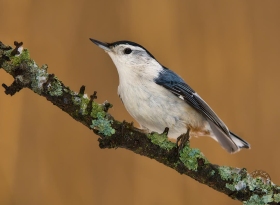 White-breasted Nuthatch on lichen branch BI8749 White-breasted Nuthatch on lichen branch BI8749