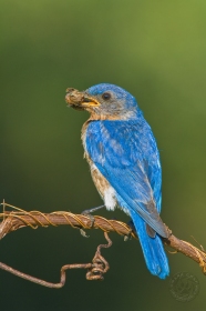 Eastern bluebird BI8877 Eastern bluebird BI8877