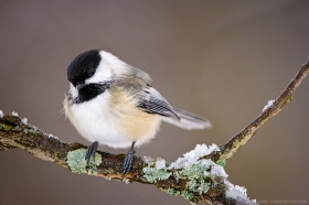 Black-capped Chickadee BI9028 Black-capped Chickadee BI9028