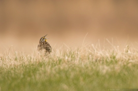 Eastern-Meadowlark-BI10843nsV1 Eastern-Meadowlark-BI10843nsV1