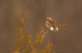 Eastern Meadowlark on cedar tree BI8454 Eastern Meadowlark on cedar tree BI8454