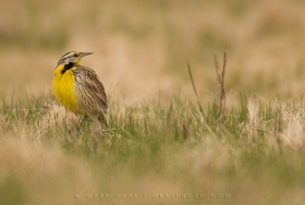 Eastern Meadowlark BI8465 Eastern Meadowlark BI8465