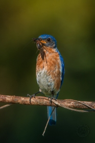 Eastern Bluebird with cricket BI10065 Eastern Bluebird with cricket BI10065