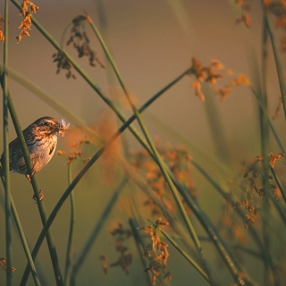 Song Sparrow with food BI4129