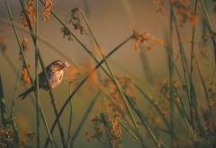 Song Sparrow with food BI4129