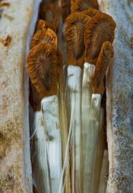 Milkweed seeds in pod PL8638