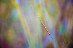 Grass Blade PL8929