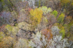 Spring Foliage Aerial AR10401 Spring Foliage Aerial AR10401