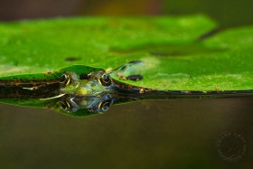 Green frog under lilypad FR10018 Green frog under lilypad FR10018