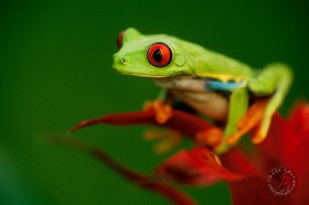 Red-eyed tree frog FR6938 Red-eyed tree frog FR6938