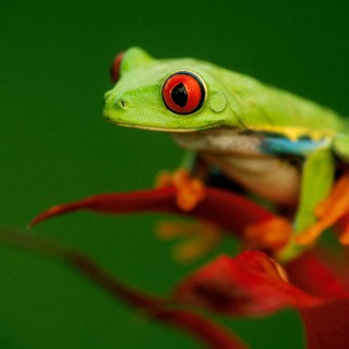 Red-eyed tree frog FR6938