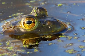 Green Frog in pond FR8157 Green Frog in pond FR8157