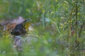 Bull frog in pond setting FR8219 Bull frog in pond setting FR8219