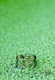 Green frog in duckweed FR8611 Green frog in duckweed FR8611