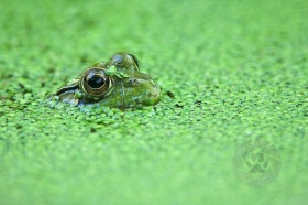 Submerged Frog in duckweed FR8633 Submerged Frog in duckweed FR8633