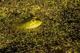 Bullfrog in Duckweed pond FR9562 Bullfrog in Duckweed pond FR9562