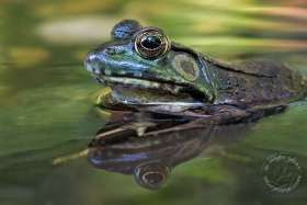 Green frog in pond FR9603 Green frog in pond FR9603