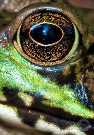 Frog's Eye FR9732 Frog's Eye FR9732