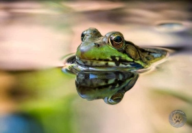 Green frog submerged FR9733 Green frog submerged FR9733