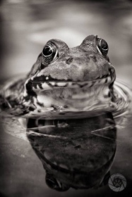 Green Frog profile FR9745 Green Frog profile FR9745