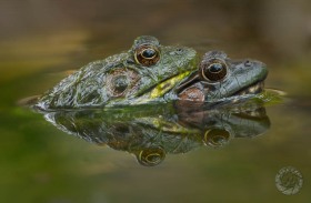 Green frogs in amplexus FR9872 Green frogs in amplexus FR9872