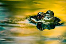 Green frog in pond FR9921 Green frog in pond FR9921
